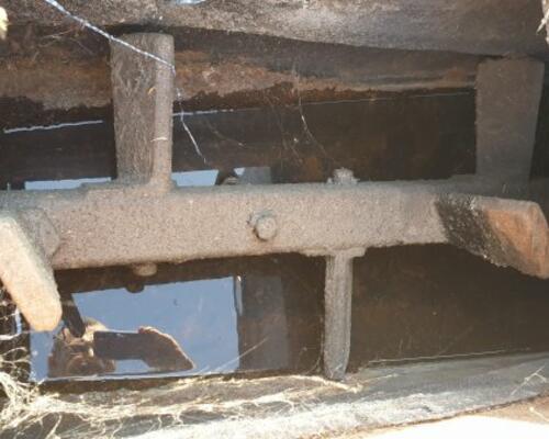 _JINÉ (USA) Wyllie - 50R