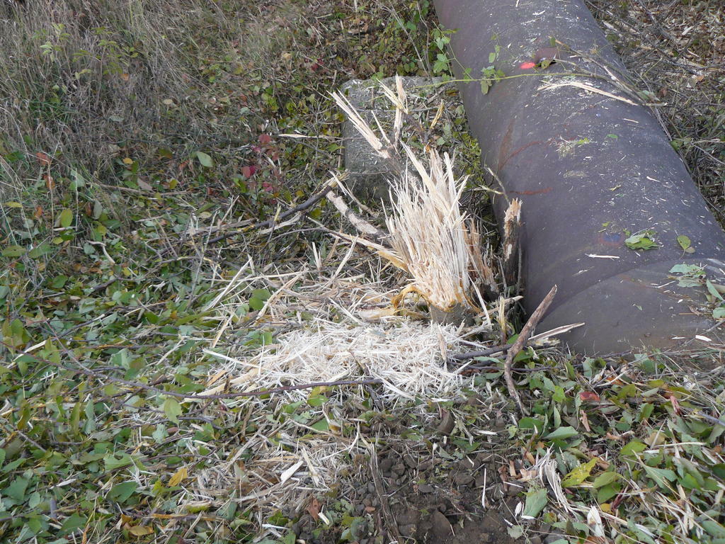 Re: sekačka?